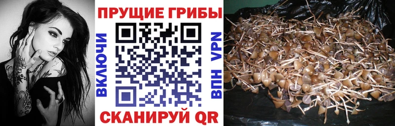 Псилоцибиновые грибы Psilocybe  Алзамай 